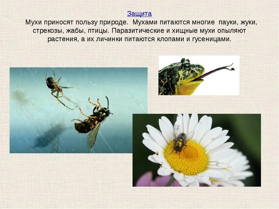 Видят ли мухи в темноте. Муха цеце. Муха в природе. Мозги мухи. Вредные ли мухи.