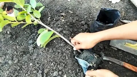 Как получить саженец