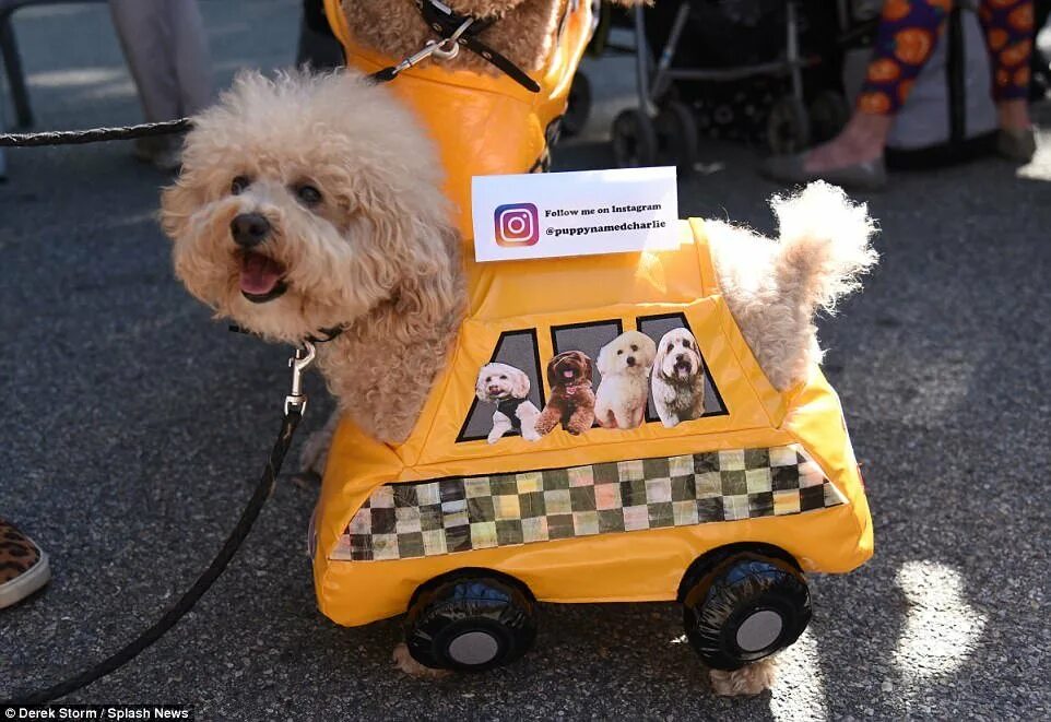 собака судья. парад собак. счастливая собака парад. нью йоркский парад хэллоуин. парад собак.