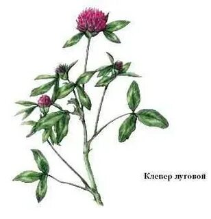Клевер простое или сложное
