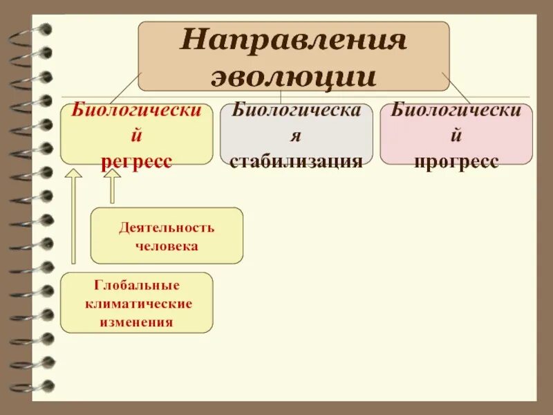 Биологический регресс Прогресс стабилизация. Направления эволюции биологическая стабилизация. Направления эволюции регресс. Биологическая стабилизация примеры.