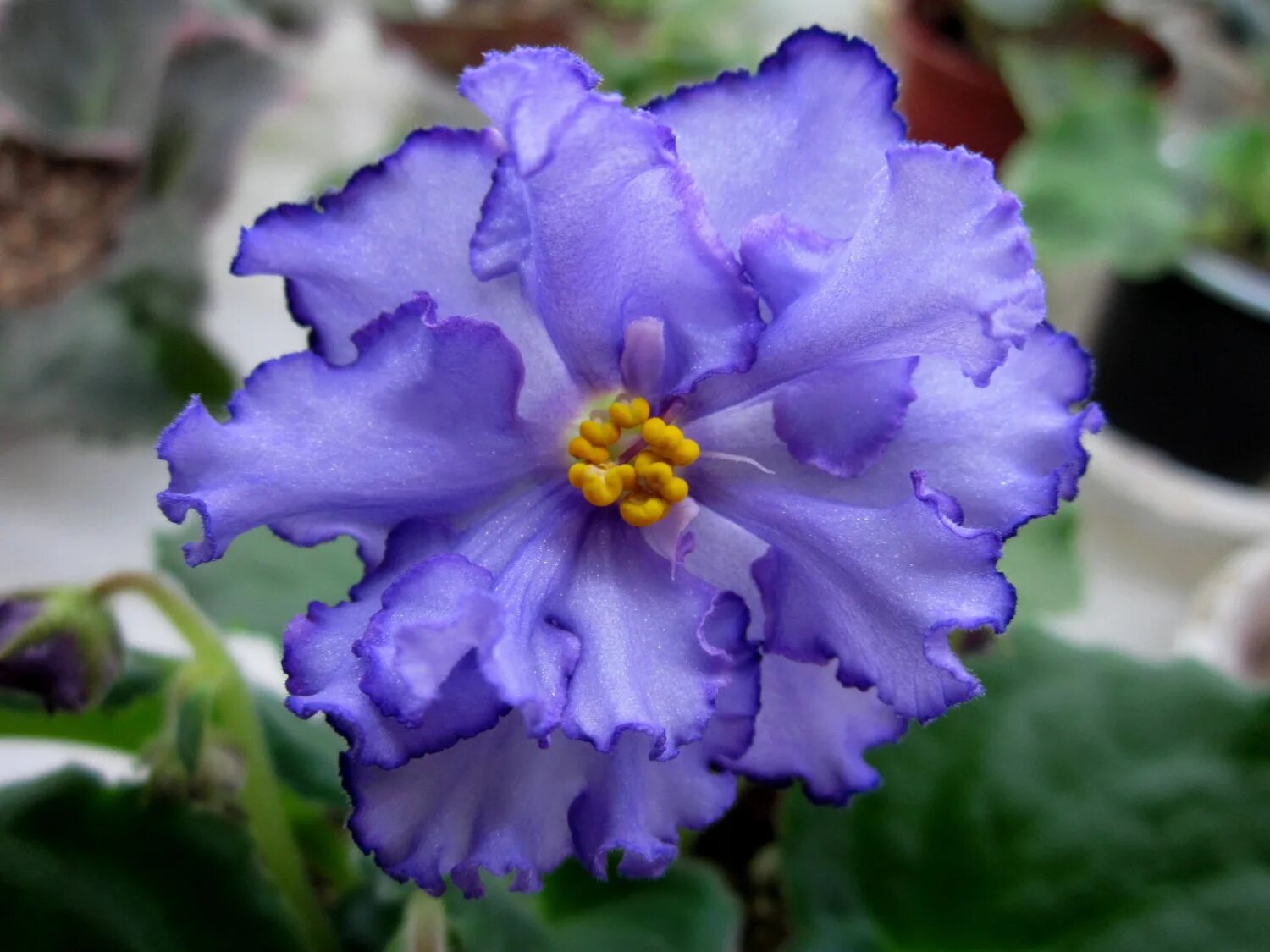 Фиалка мелодия. Фиалка ле мелодия дождя. Фиалка колумбия. Фиалка метеоритный дождь. Фиалка ле мелодия дождя.