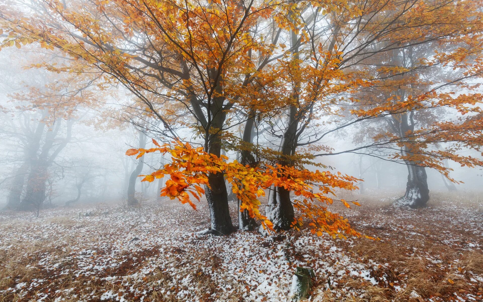 Может ли вас взволновать красота осеннего леса. Поздняя осень. Ноябрь природа. Конь осень. Ранняя зима.