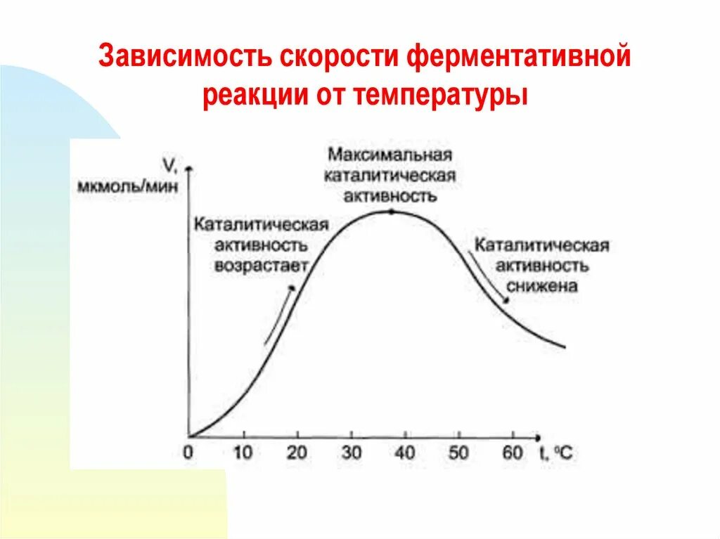 График зависимости скорости реакции от концентрации фермента. График зависимости ферментативной реакции от концентрации фермента. Зависимость скорости ферментативной реакции. Зависимость скорости реакции фермента от температуры график.