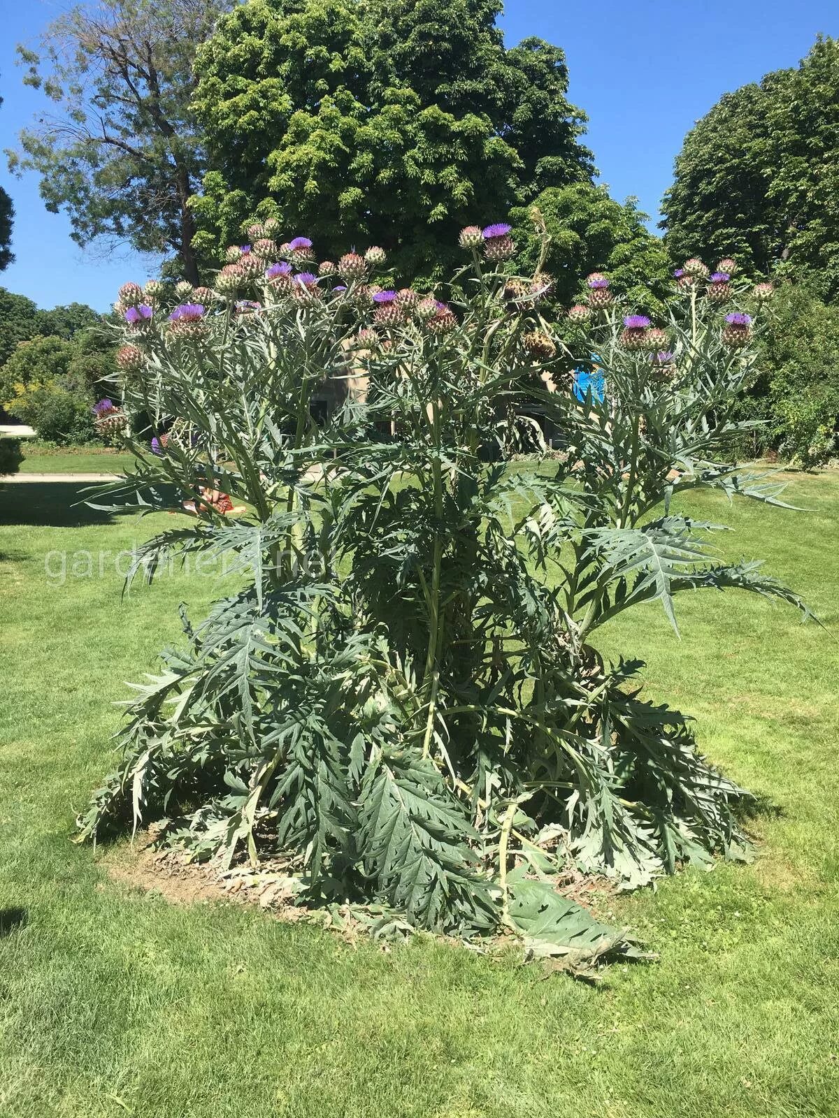 Артишок ультраранние. Артишок ультраранние. Артишок ультраранние. Артишок огурец. Артишок растение семена.