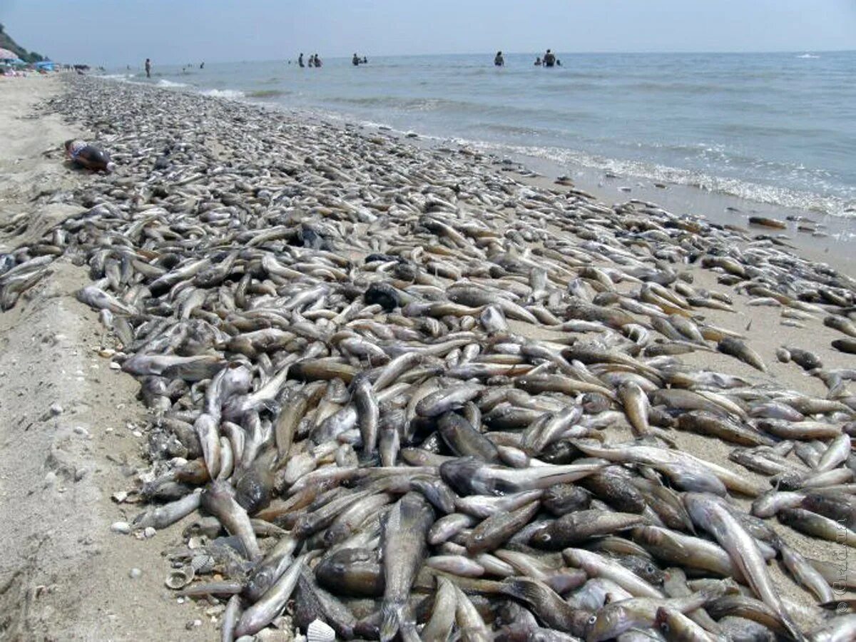 Много дохлой рыбы. Мор бычка на азовском море. бычки азовского моря. замор на азовском море. замор рыбы в ейском лимане.