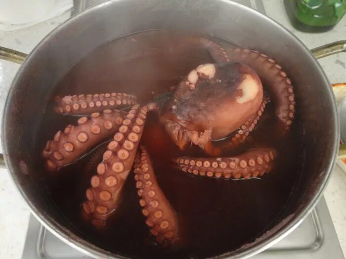 Осьминог приготовленный. Щупальца осьминога приготовить. Осьминог вкусный. Осьминог приготовление. Осьминог на тарелке.