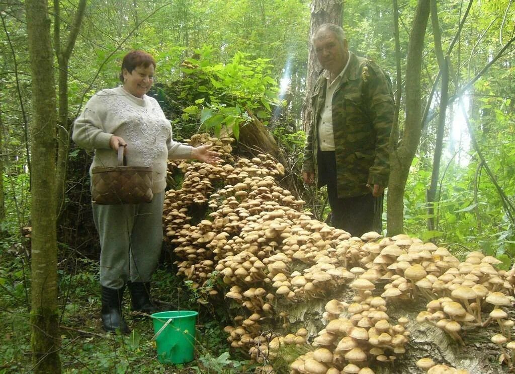 Опята осенние съедобные. Опята в Калужской области сейчас. Грибы в лесу. Сбор грибов в Подмосковье. Сбор грибов в россии