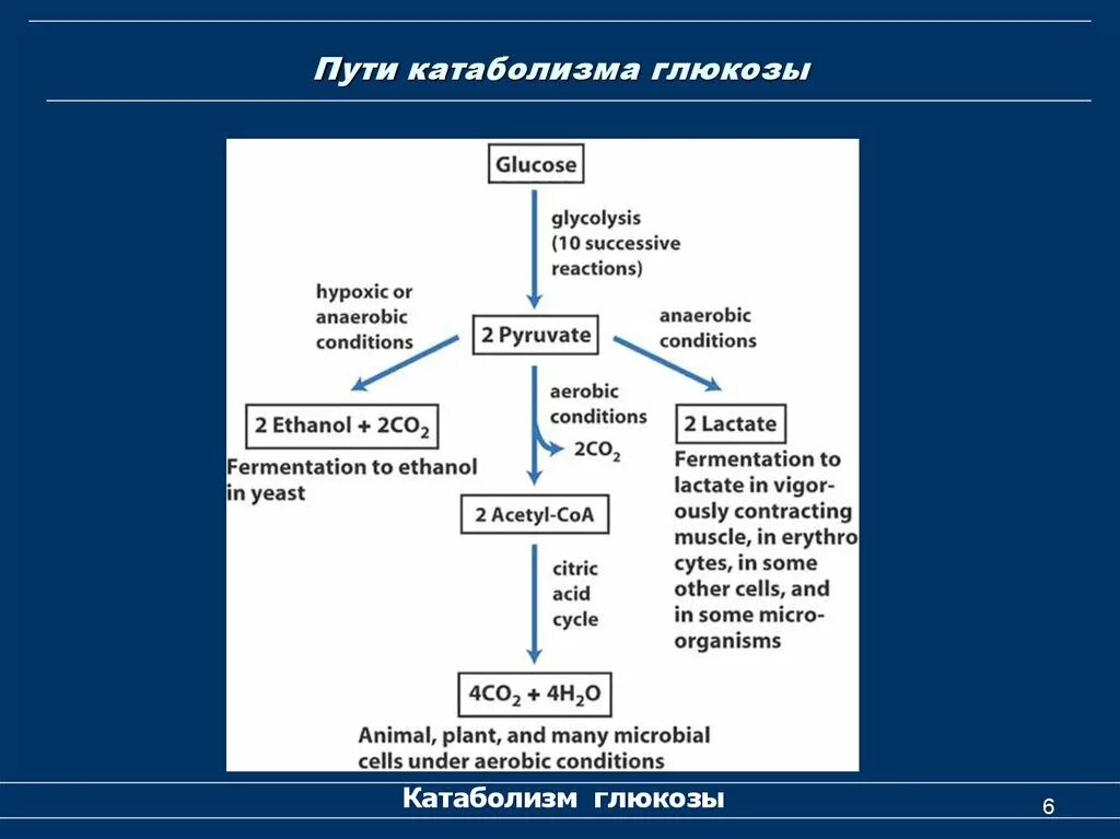 Аэробный катаболизм Глюкозы. Пути катаболизма Глюкозы. Общая схема катаболизма Глюкозы. Общий путь катаболизма Глюкозы. Этап катаболизма глюкозы