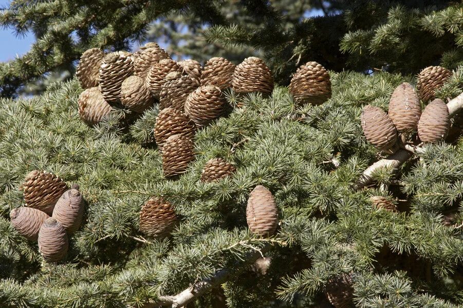 Хвойные орехи. Кедр ливанский Cedrus libani. Cedrus libani шишка. Шишка гималайского кедра. Пихта ливанский кедр.