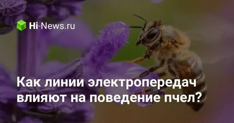 На пчел влияют