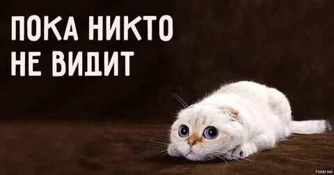 Пока отвлечены