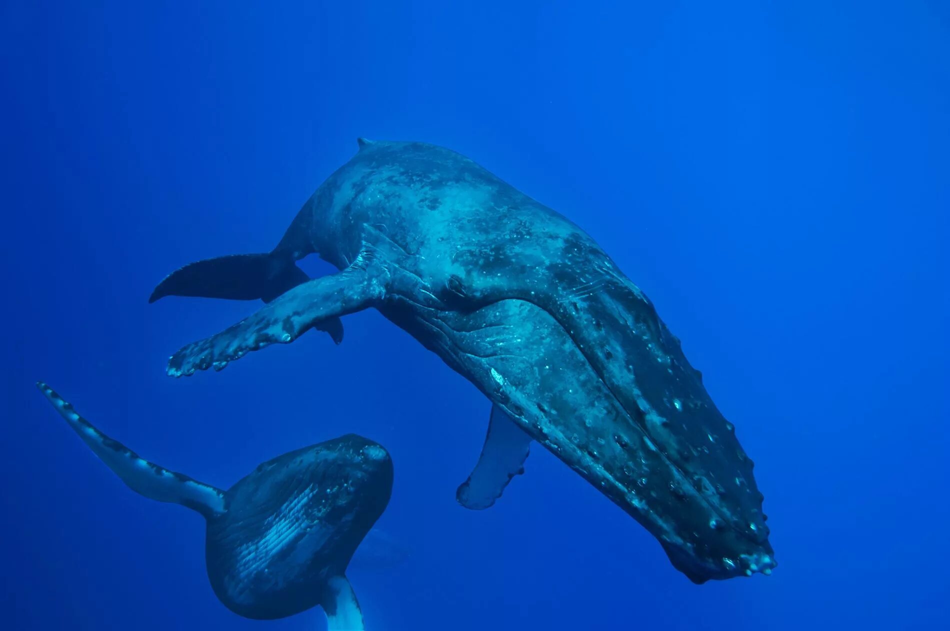 Ласты кита и роющие. Кит Горбач. Самка горбатого кита. Горбатые киты Гавайи. Горбатый кит самка с китенком.