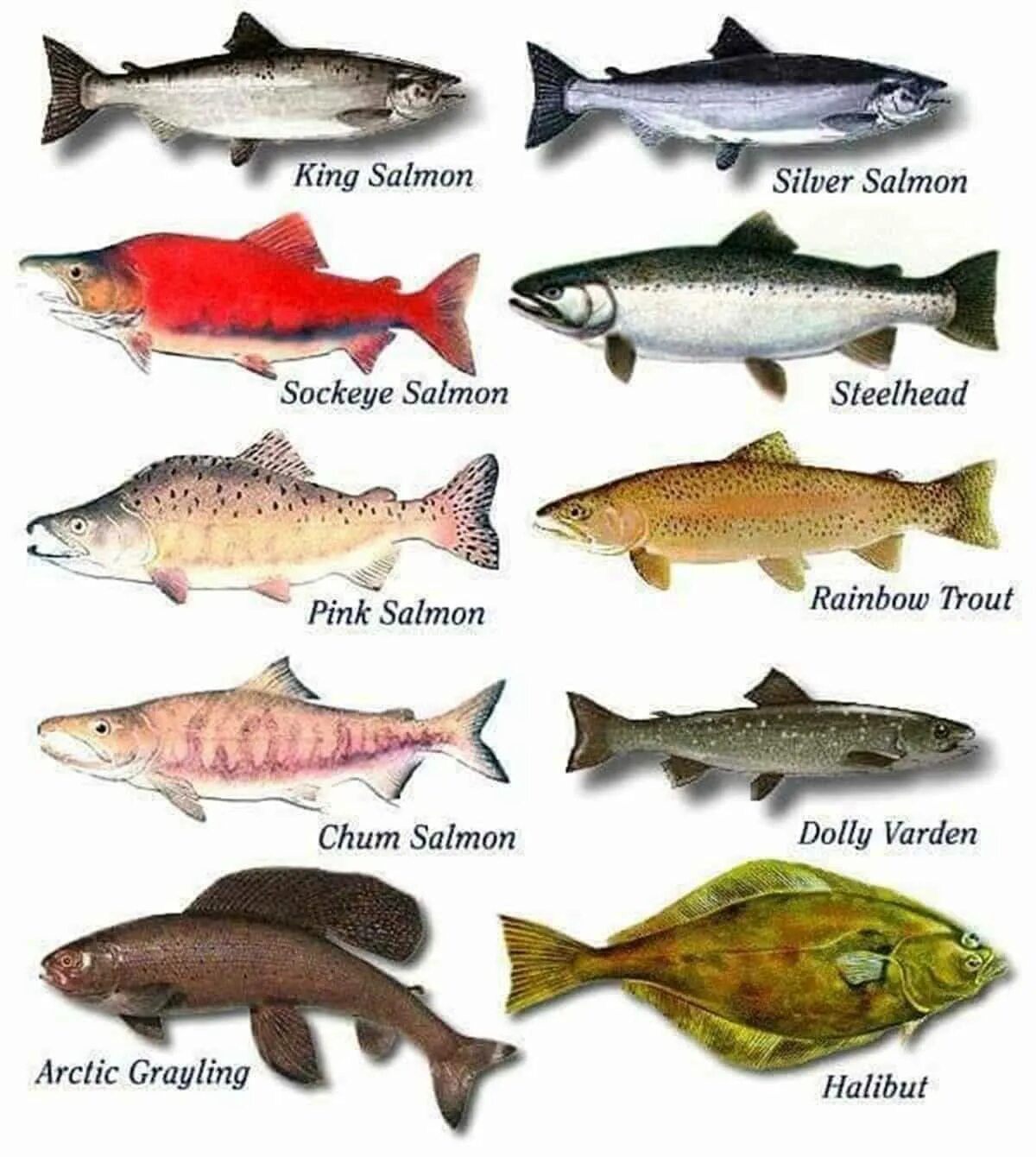 Какая дорогая рыба красная. Семейство лососевых представители. Дальневосточная рыба семейства лососевых. Рыба семейства лососевых с белым мясом название. Горбуша кета нерка разница.