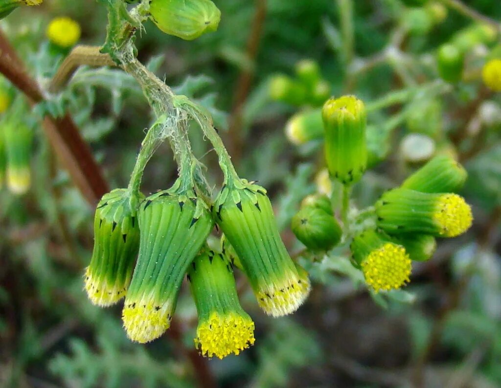 Крестовник обыкновенный (Senecio vulgaris). Крестовник малозубчатый. Крестовник Якобсена. Крестовник обыкновенный