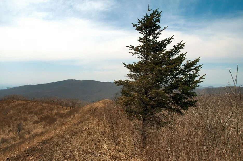 хребты богатая. богатая грива приморский край. олойский хребет. орлиный коготь гора владивосток. богатая грива приморский край.