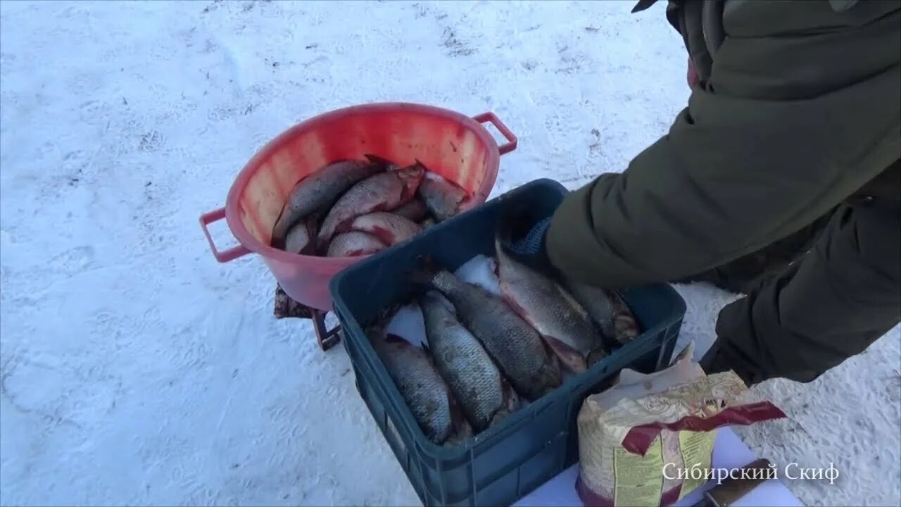 Сухой посол рыбы леща. Язь колодкой. Посол рыбы колодкой.