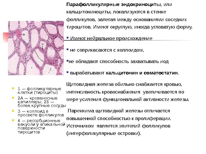 Тироциты щитовидной железы гистология. Функция парафолликулярных клеток щитовидной железы. Парафолликулярных тироцитов щитовидной железы. Тироциты щитовидной железы строение. Фолликул тироцита