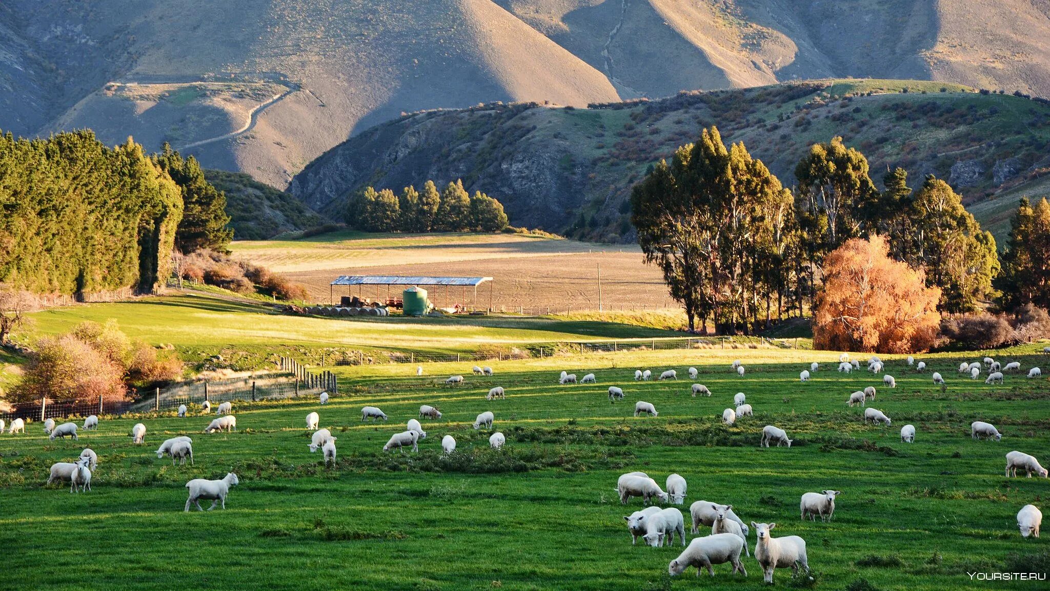 Новая Зеландия овцеводство. Пампа Аргентина сельское хозяйство. Сельское хозяйство Австралии овцеводство. Сельскохозяйство в новой Зеландии.