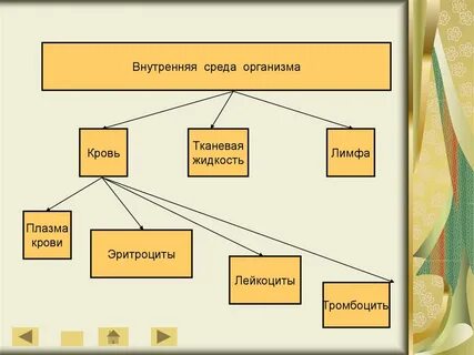 Внутренняя среда основные составляющие