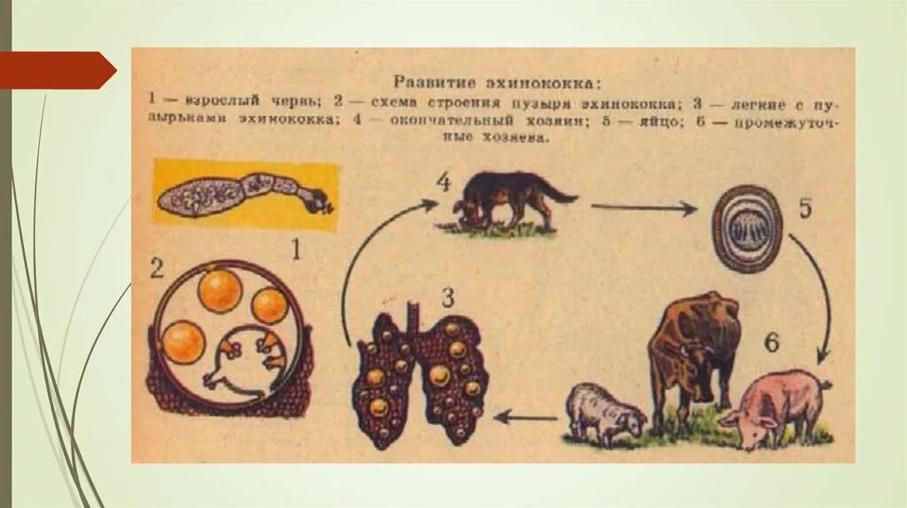 Можно ли считать человека промежуточным хозяином эхинококка. Цикл развития эхинококка схема. Жизненный цикл эхинококка рисунок. Цикл развития эхинококка. Цикл развития эхинококка рисунок.