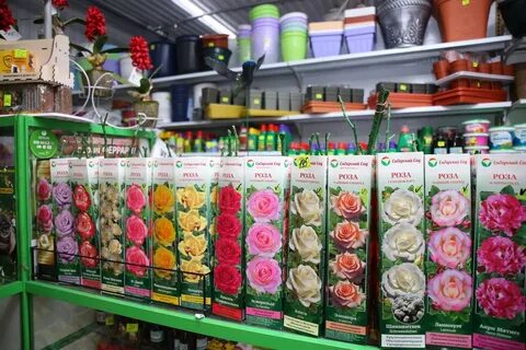 Розы магазин каталог