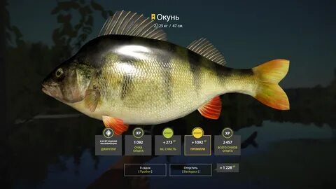 Окунь 6 кг