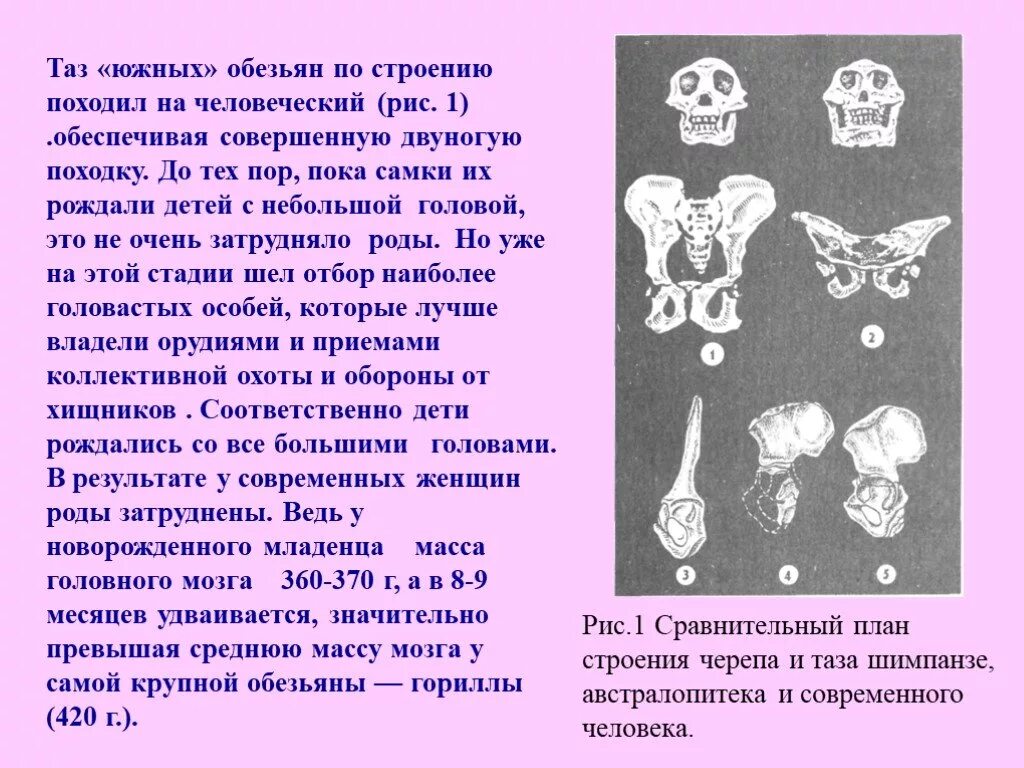 Изменение таза в ходе эволюции. Таз человека и обезьяны. Таз человека и обезьяны сравнение. Строение таза обезьяны и человека. Тазовые кости человека и обезьяны.