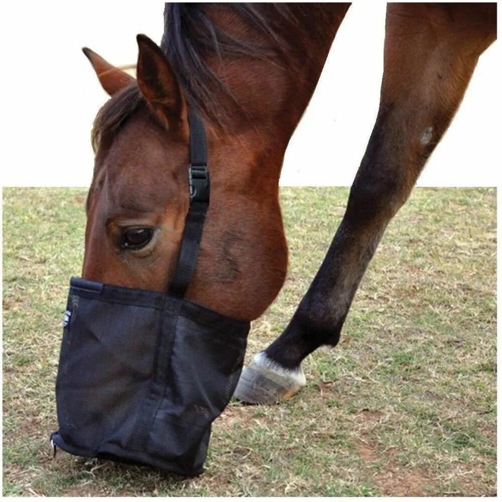 Лошадиная торба для овса. Из лошадиных торб на мостовую значение. Лошадь с мешком овса. Торба с овсом для лошади. Лошадь с мешком.