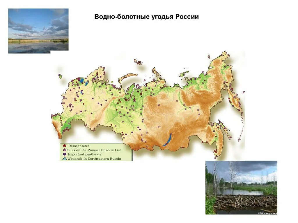 Карта болотистых. Водно-болотные угодья России карта. Водноболотние угодя Росии. Водно-болотные угодья Росси на карте. Болотные угодья России.