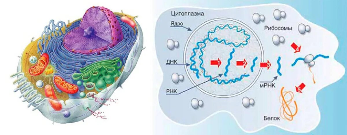 Живая клетка днк. Клетка для белок. Белковые клетки. Клетка ДНК.