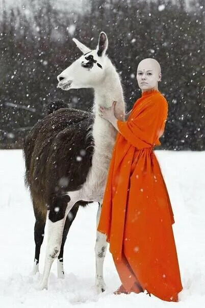 Llama cartoon. Упоротая лама. Llama cartoon. Лама не стриженная. Верховая лама.