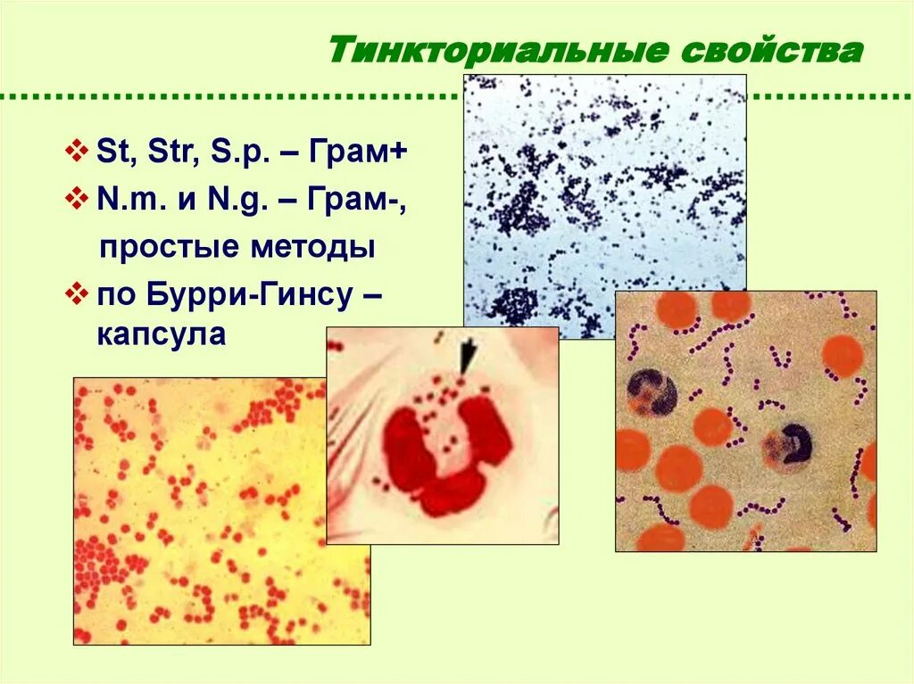 Тинкториальные свойства микробов. Морфологические и тинкториальные свойства. Риккетсии окраска по романовскому гимзе. Окраска бактерий по романовскому гимзе. Риккетсии окраска по романовскому гимзе.