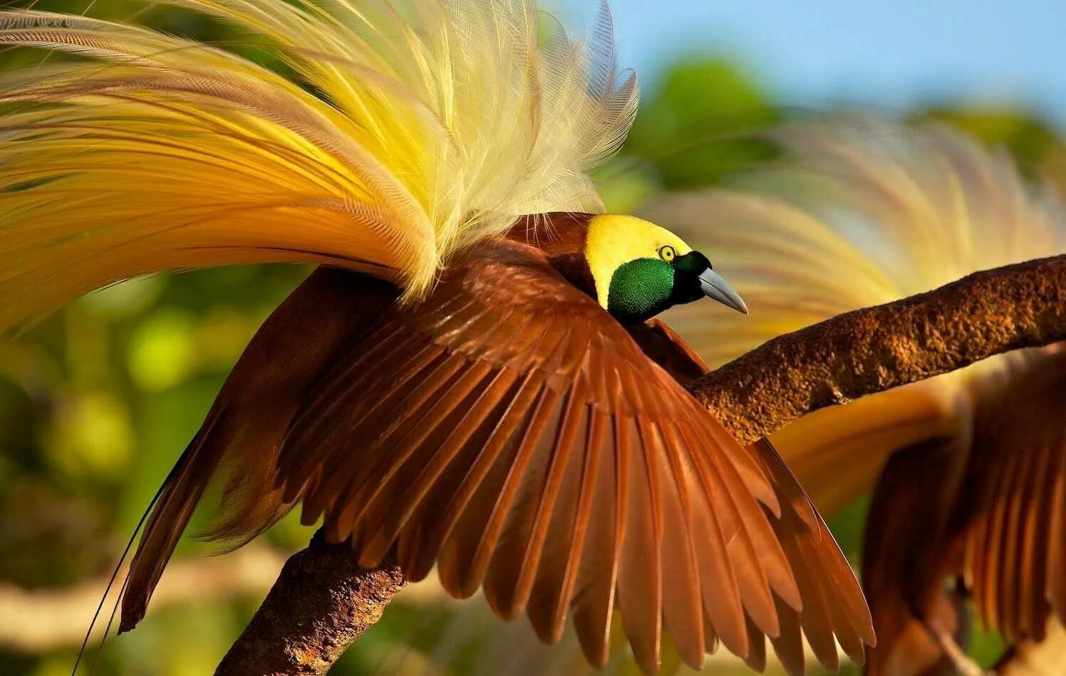 Райская птица Гоби. Балийская Райская птица. Красная шилоклювая Райская птица. Великолепная щитоносная Райская птица. Птица из новой гвинеи 6 букв