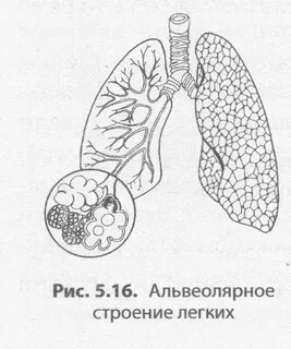 Легкие у человека альвеолярные или губчатые