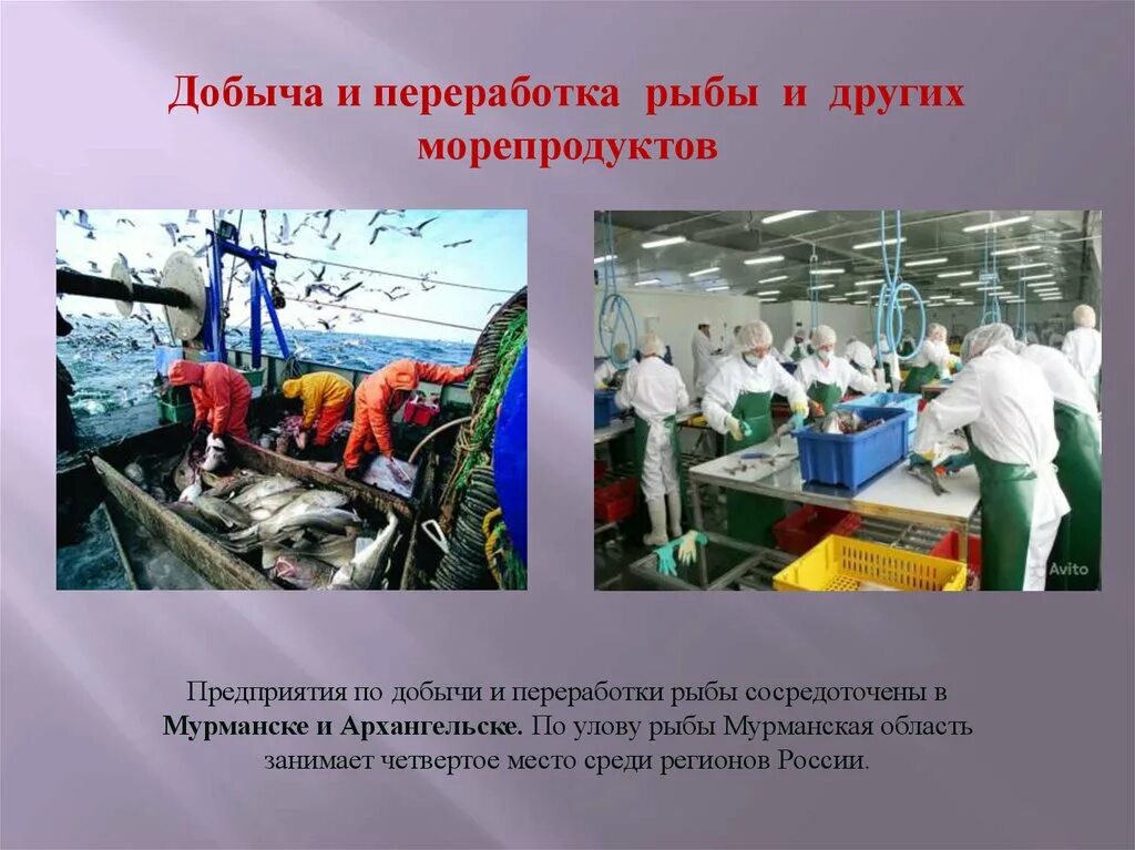 Рыбная промышленность является отраслью специализации. Переработка рыбы и морепродуктов. Добыча и переработка рыбы. Добыча и переработка морепродуктов. Переработка вторичной рыбы и морепродуктов.
