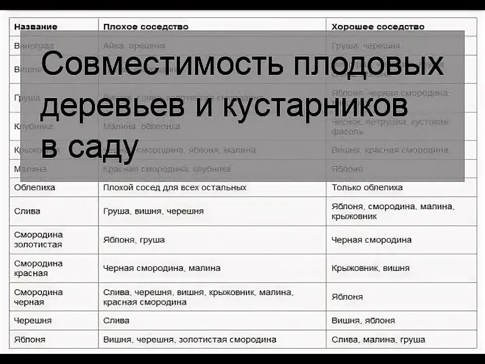 Совместимость посадки плодовых деревьев. Совместимость плодовых в саду. совместимость плодовых деревьев. совместимость плодовых деревьев и кустарников. совместимость плодовых деревьев друг с другом.