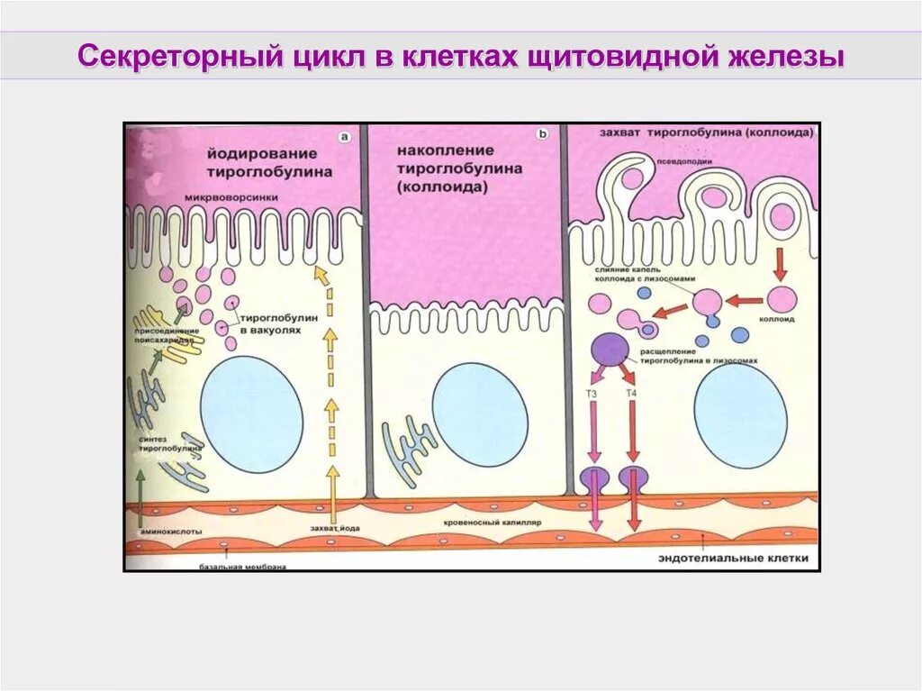 Цикл щитовидной железы