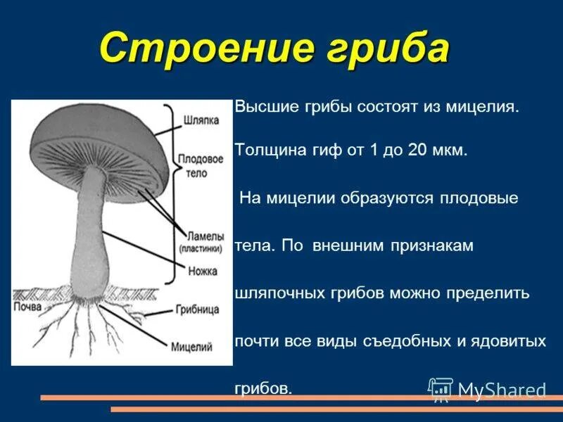 Плодовое тело шляпочного гриба образовано гифами. Строение мицелия грибов. Строение гриба с грибницей. Строение мицелия высших грибов. Мицелий шляпочных грибов