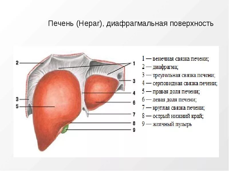 Висцеральная поверхность печени анатомия латынь. Нижний край печени на латыни анатомия. Нижний край печени латынь. Связки печени анатомия. В какой состав органов входит печень