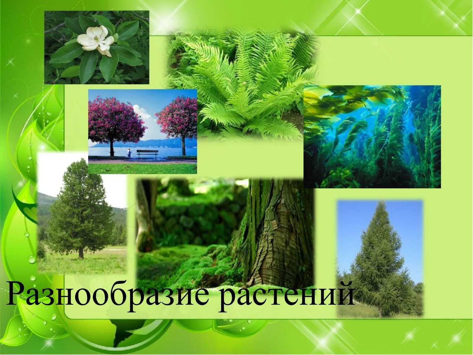 Растения их разнообразие. Разнообразие растений. разнообразный мир растений. мир растений разнообразие растений.