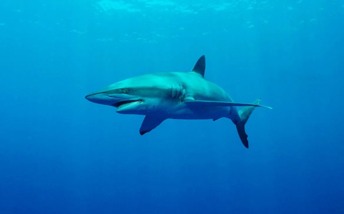 Pin by Sirhan Xavier on Sharks in 2022 Shark, Mako shark, Shark in the ocean