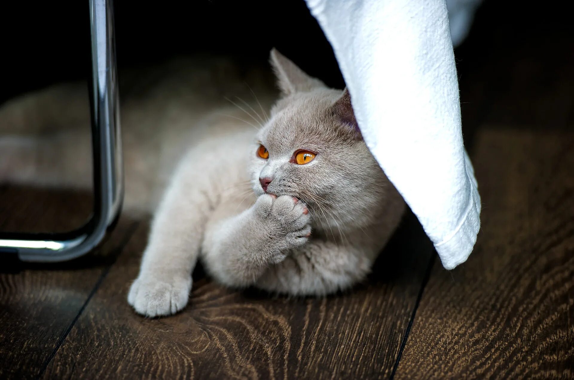 Белый кот прикол. Британский кот. забавные британские кошки. кот британец смешной. картинки на рабочий стол котята смешные.