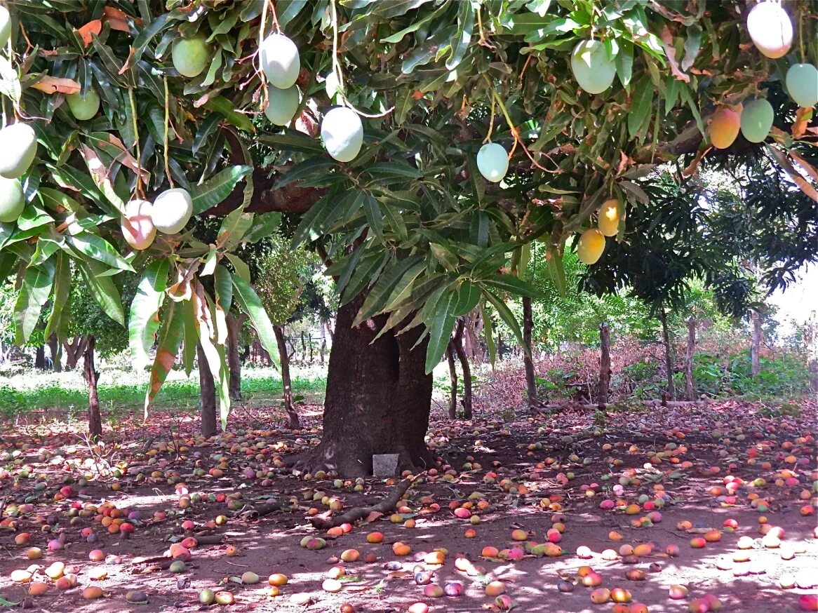 Какой фрукт растет в сочи манго. Манго дерево. Тайское манговое дерево. Тайское манго дерево. Высота мангового дерева.