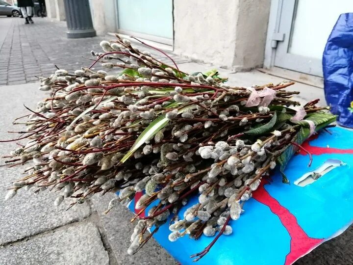 Куда девать старую вербу из дома