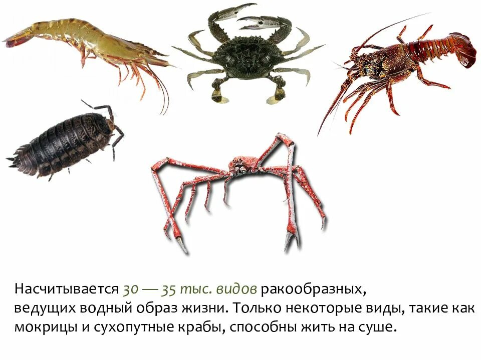 Американский плоскоухий членистоногие когтеступ. Виды ракообразных. Ракообразные представители. Представители класса ракообразные. Ракообразные насекомые.