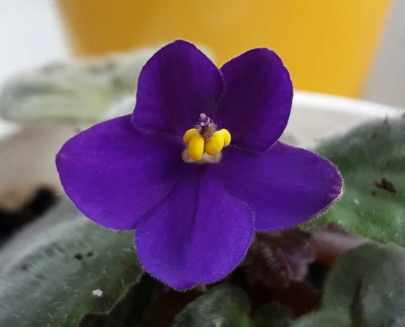 Узамбарская сенполия фиолетовая. Фиалка вайолет. Фиалки простые. Узамбарская фиалка сиреневая. Фиалка узумбарская пинк.