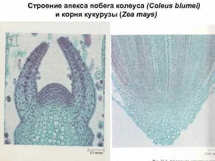 Какая ткань на верхушке побега