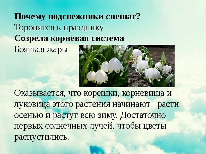 Информация о подснежнике. Сообщение на тему Подснежник. Подснежник презентация. Подснежник описание для детей.