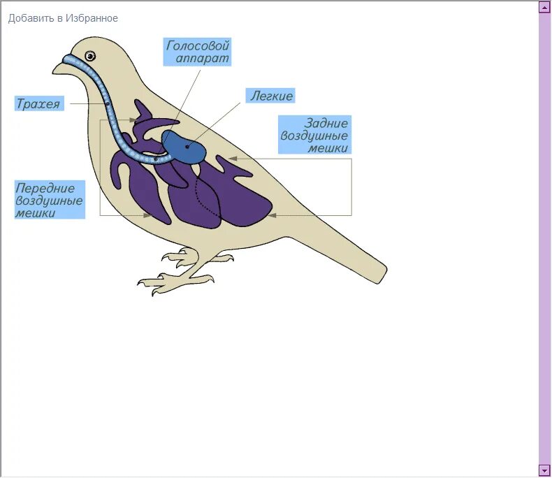Какую функцию выполняют воздушные мешки. Система органов дыхания птиц схема. Органы дыхательной системы птиц. Дыхательная система птиц птиц. Строение дыхательной системы птиц.